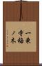 一乗寺梅ノ木 Scroll