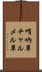 哨吶草 Scroll