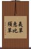 夷草 Scroll