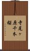 寺尾ヶ原千本桜 Scroll