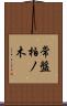 常盤柏ノ木 Scroll