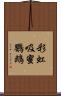 彩虹吸蜜鸚鵡 Scroll