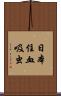 日本住血吸虫 Scroll
