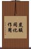 炭酸同化作用 Scroll
