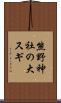 熊野神社の大スギ Scroll