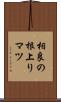 相良の根上りマツ Scroll