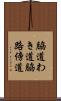 脇道 Scroll