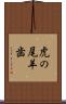 虎の尾羊歯 Scroll