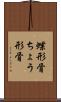蝶形骨 Scroll