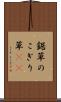 鋸草 Scroll