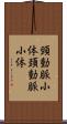 頸動脈小体 Scroll