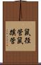 鼠径管 Scroll