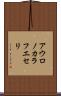 アウロノカラフエセリ Scroll