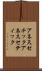 アネスセチック Scroll