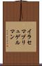 イラセマブリュゲルマン Scroll