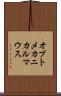 オプトメカニカルマウス Scroll