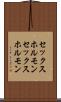 セックスホルモン Scroll
