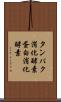 タンパク消化酵素 Scroll