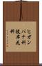 ヒガンバナ科 Scroll