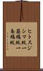 ヒトスジシマ蚊 Scroll