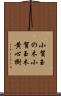 小賀玉の木 Scroll