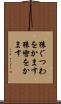 猿ぐつわをかます Scroll