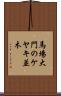 馬場大門のケヤキ並木 Scroll