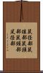 鼠径部 Scroll