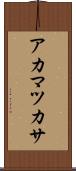 アカマツカサ Scroll