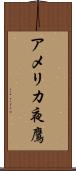 アメリカ夜鷹 Scroll
