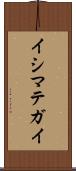 イシマテガイ Scroll