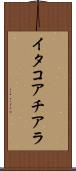 イタコアチアラ Scroll