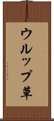 ウルップ草 Scroll
