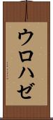 ウロハゼ Scroll
