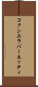 コクシエラバーネッティ Scroll