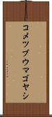 コメツブウマゴヤシ Scroll