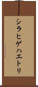 シラヒゲハエトリ Scroll