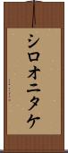 シロオニタケ Scroll