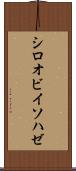 シロオビイソハゼ Scroll