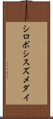 シロボシスズメダイ Scroll