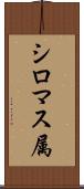シロマス属 Scroll