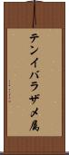 テンイバラザメ属 Scroll