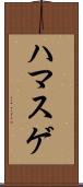 ハマスゲ Scroll