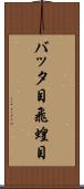 バッタ目 Scroll
