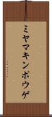 ミヤマキンポウゲ Scroll