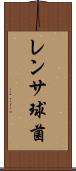 レンサ球菌 Scroll