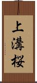 上溝桜 Scroll