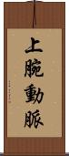 上腕動脈 Scroll