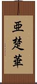 亜楚華 Scroll