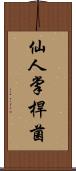 仙人掌桿菌 Scroll